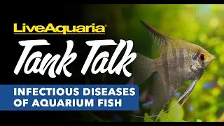 LiveAquaria Tank Talk: Infectious Diseases of Aquarium Fish