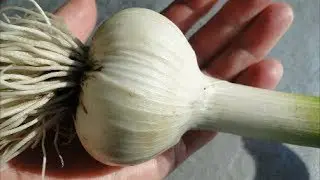 При такой посадке чеснок будет с кулак!