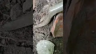 Старинный фарфор шурф на помойке #metaldetecting #коп