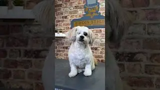 Doggy Daily Episode 320: Milo the Lhasa Apso 🐾 #doggrooming #dogattack #lhasaapso