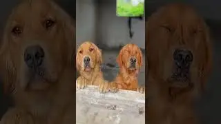 Find Your Joy 💛 Embracing the Outdoors with a Golden Retriever 🐕