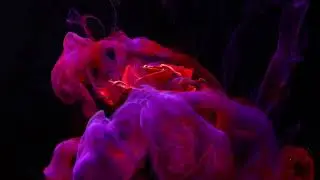 Любов прихована моя