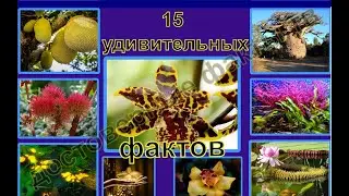 Интересно знать: 15 фактов о растениях