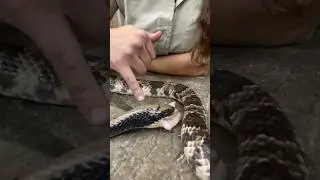 COBRA!! Loves his chicken wings😅