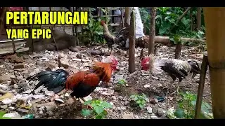 Ayam Ribut,ending nya brutal | Ayam jago