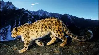 Животные Гималаев