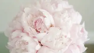5 Reasons To Plant Peonies