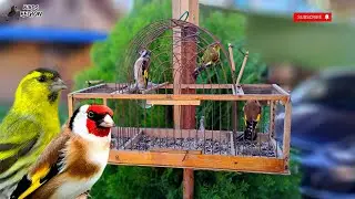 Good LOCAL Goldfinch |Great Birdcatcher | works 100%