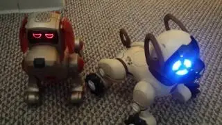 CHiP Wowwee vs Super Poo Chi