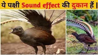 unbelievable facts 😲  | wolfgang kirsch 🔥 | ye pakshi sound effect ki dukan hain | the tattoo man |