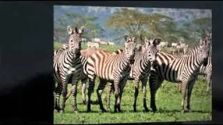 Elena's Safari Adventure - Pt I -The Serengeti Photos!
