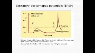 Excitatory post synaptic potential; Spatial summation and temporal summation
