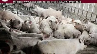 TERNAK BABI DENGAN TEKNOLOGI NATURAL