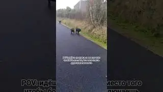 Если они тебя, то ты их. #улица #собаки #дорога #страх #гав #dog #scream #прогулка #нападение #трава