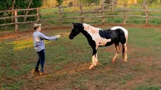 I Can’t Catch This WILD Horse! | Taming a WILD Horse [EP1]