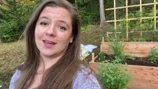 Treating Powdery Mildew on Cucumbers in Raised Beds