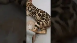 Завели котёнка и не знали о таких способностях! 5 месяцев бенгалка приносит игрушку 