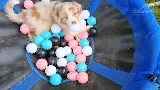 G-Wurf | Soulwind Australian Shepherd Welpen