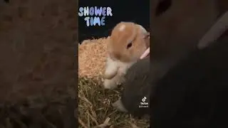 Bunny Myszorek shower slo-mo 
