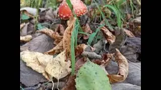 Последний погожий сентябрьский денёк 🍂🍃🍁