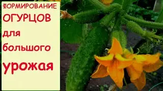 ФОРМИРОВАНИЕ ОГУРЦОВ ДЛЯ БОЛЬШОГО УРОЖАЯ.