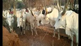 Aguek Ngong Kur's Traditional songs