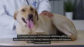 Yunnan Baiyao for Dogs