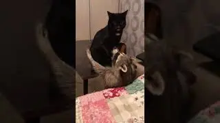 Кот и енот! Бои без правил)