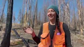 Planting Whitebark Pine Seeds in Montana