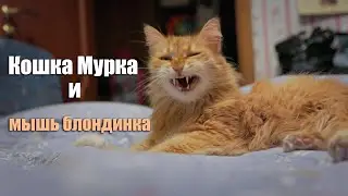 Кошка Мурка и мышь блондинка.