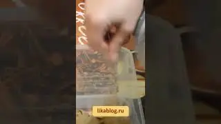 Паштет из индюшиной печени 