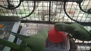 Alexander parrots trying to break water balloon