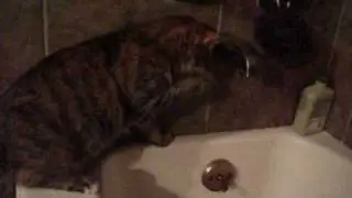 Easily Entertained