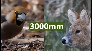 Hawfinches and Water Deer at 3000mm