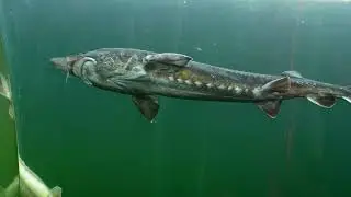 Белуга или европейский осетр плавают в аквариуме / Beluga or European sturgeon swimming in aquarium