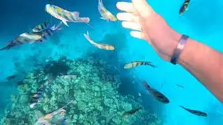 Подводный мир Красного моря в Хургаде на GoPro Hero 9, 21.11.2021