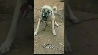 dance karte dog 🐶 a Gaya viral VFX viral short VFX #vfx #funny #2023