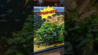 Lang nicht mehr gesehen, oder? 🤔 #garnelen #aquaristik #aquarium #aquascape