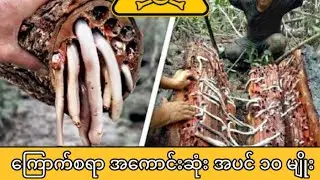 ကမ္ဘာပေါ်မှာ ကြောက်စရာအကောင်းဆုံးအပင်၁၀မျိုး 🌳