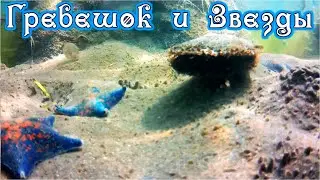 ГРЕБЕШОК и МОРСКИЕ ЗВЕЗДЫ  Как переворачивается Морская Звезда ?  Подводные съемки Дмитрий Компанец