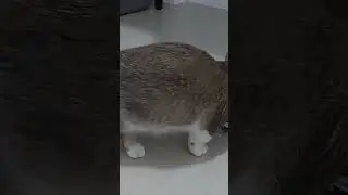 Kitten Fifi biting her fish toy 