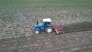Potato Hilling 2021