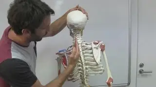Curves of the Spine
