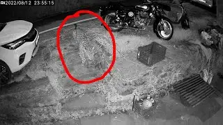 Leopard Attacks Dog in Shimla - Gubbarhatti (HP)