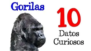🦍 10 Datos Curiosos sobre los Gorilas 🍌 DATOS CURIOSOS 💡