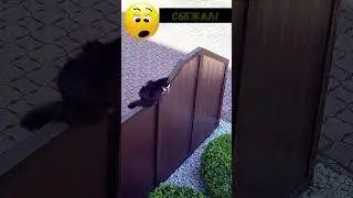 #кот сбежал #cat #catlover