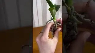 Black rot on orchids