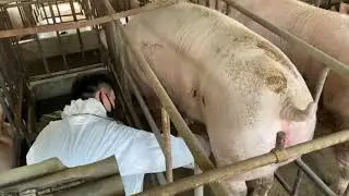 Buy ECO-11Vet Handheld Ultrasound Machine From KeeboVet | Farm Animal Sector Probe | Details & More