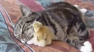 Пьяные девушки. Лучшие приколы за неделю.просто жесть.drunk_girls_gifs