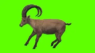 Green screen Markhor video | Markhor running green screen
